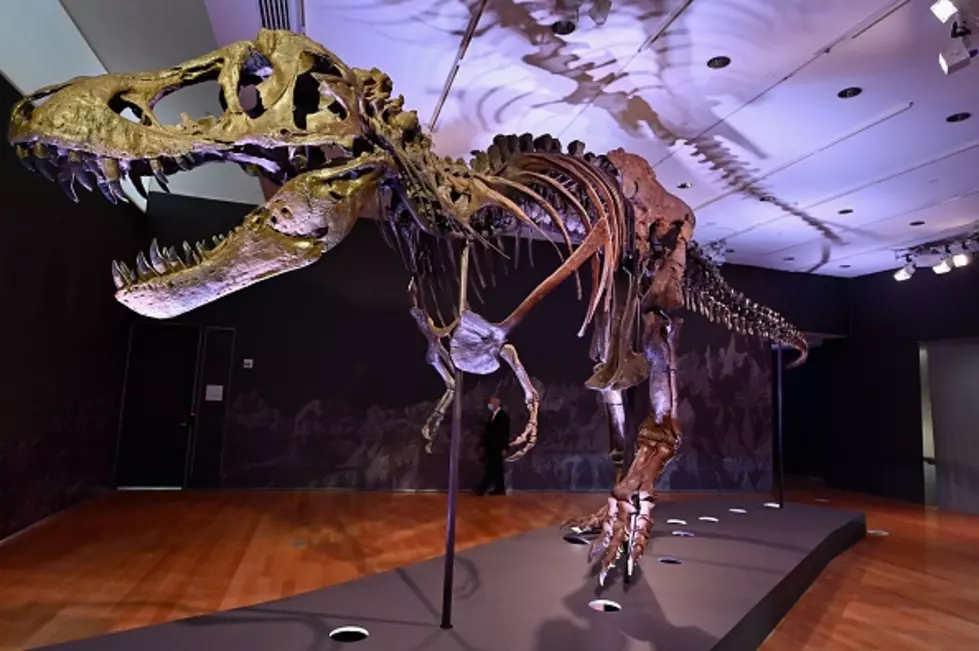 You Can Own A Real Wyoming T-Rex Skeleton