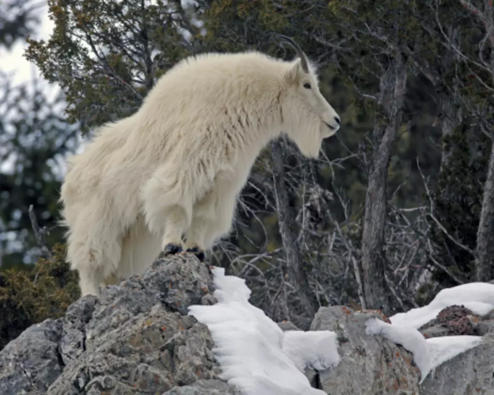 Volunteers Began Teton Goat Shoot &#8211; Then It Snowed