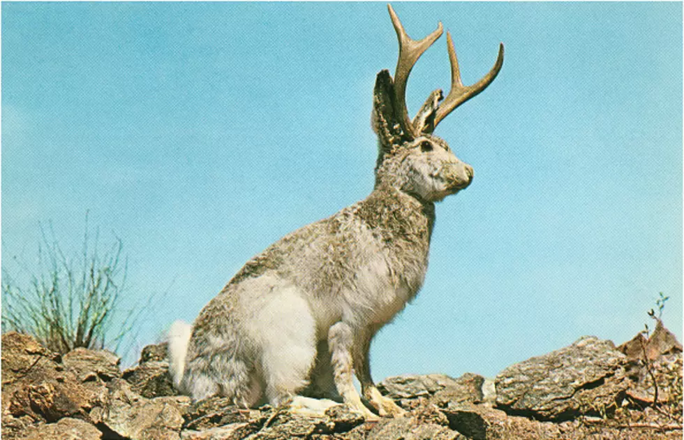 Why Isn’t The Jackalope An Official Wyoming Creature?