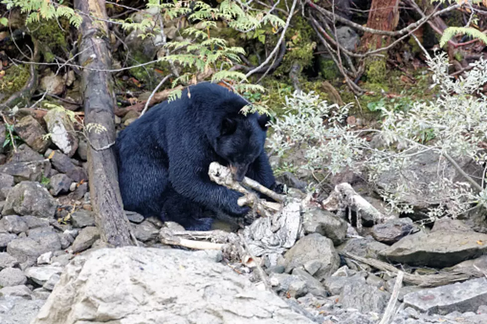 Bear Caught Eating Camper in Smoky Mountains