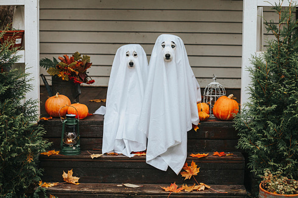 Cutest Halloween Pet Costumes – EVER