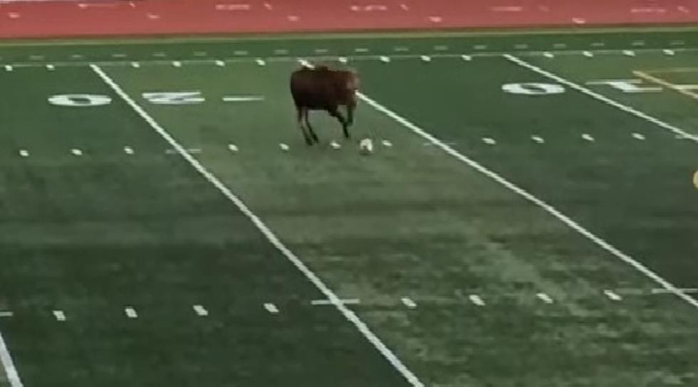 WATCH: Wild Moose Plays Soccer