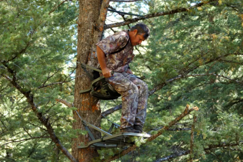 WATCH: Bears Visiting Hunters In Tree Stands