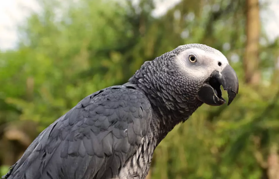 Zoo Separates Hundreds Of Cussing Parrots