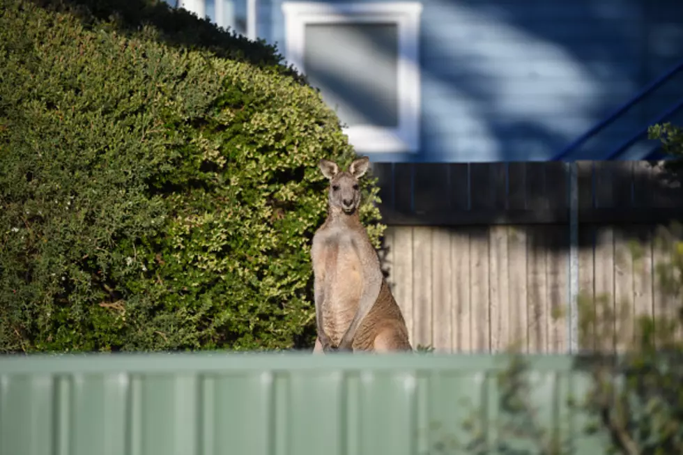 Sorry, You Can&#8217;t Own A Kangaroo In Wyoming