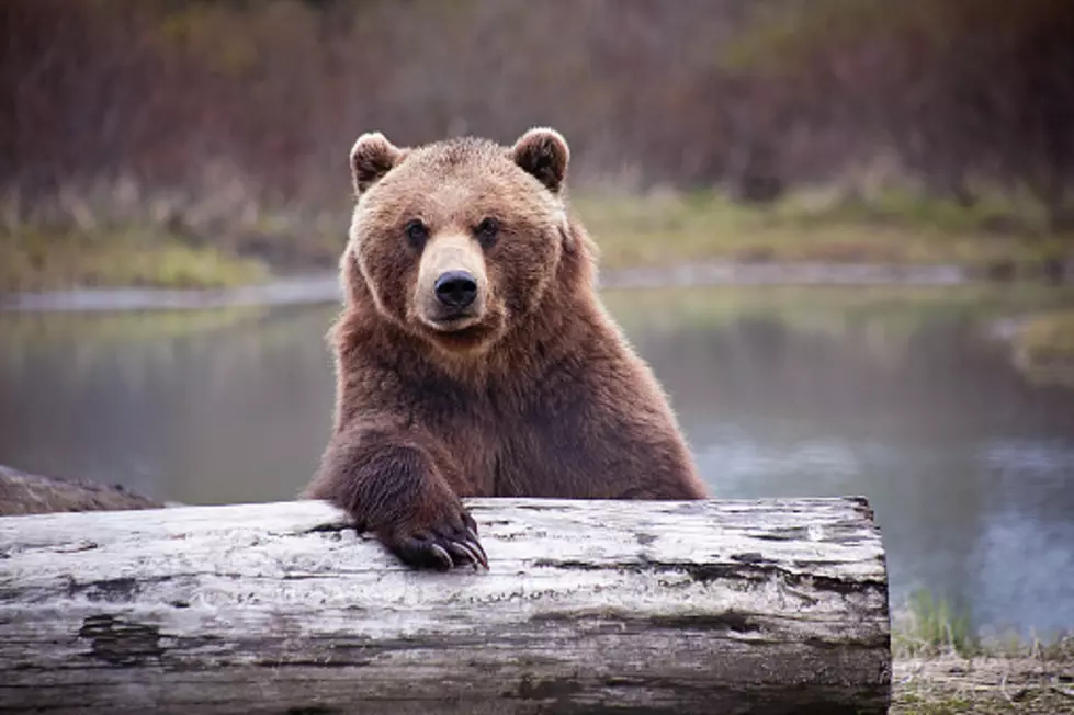 Where To Photograph Wyoming Bears, And Not Get Eaten