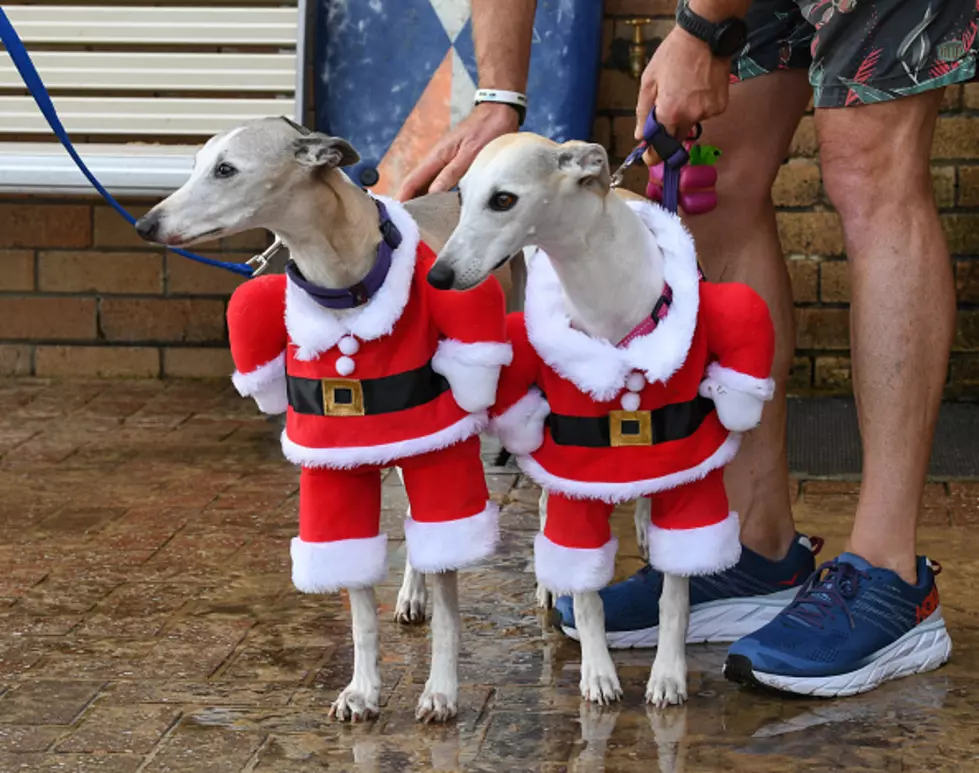 Embarrassed Pets Plead – Stop Dressing Us For Christmas