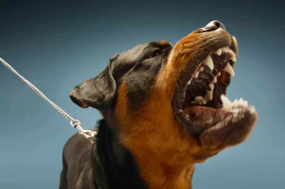 HEAR: Cuss Collar Translates Dog Barking Into Cuss Words