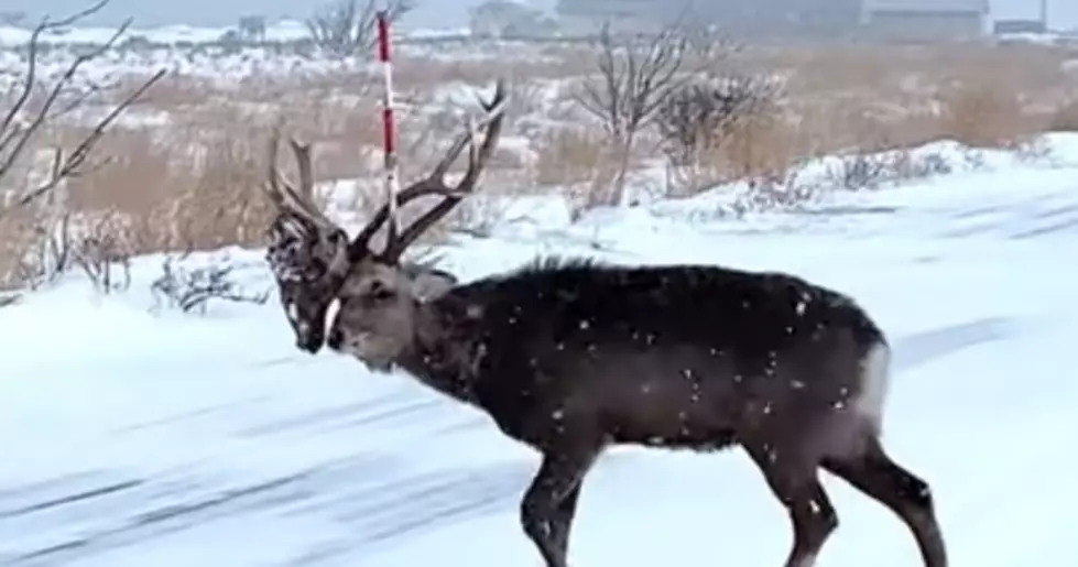 WATCH: Deer Has The Head Of Decapitated Foe Stuck In Its Antlers