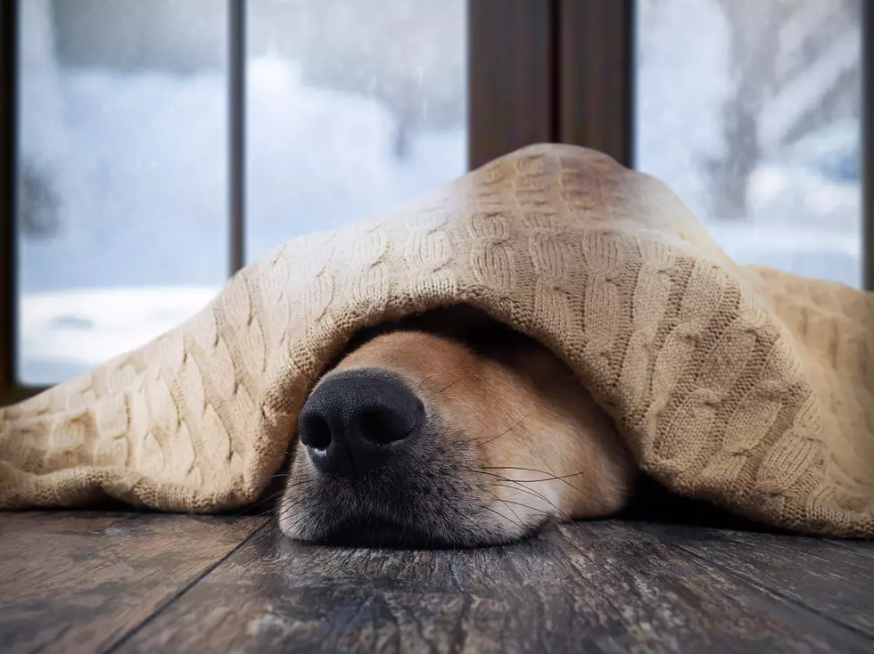 WATCH: UW To Make Custom Blankets Using Their Own Wool