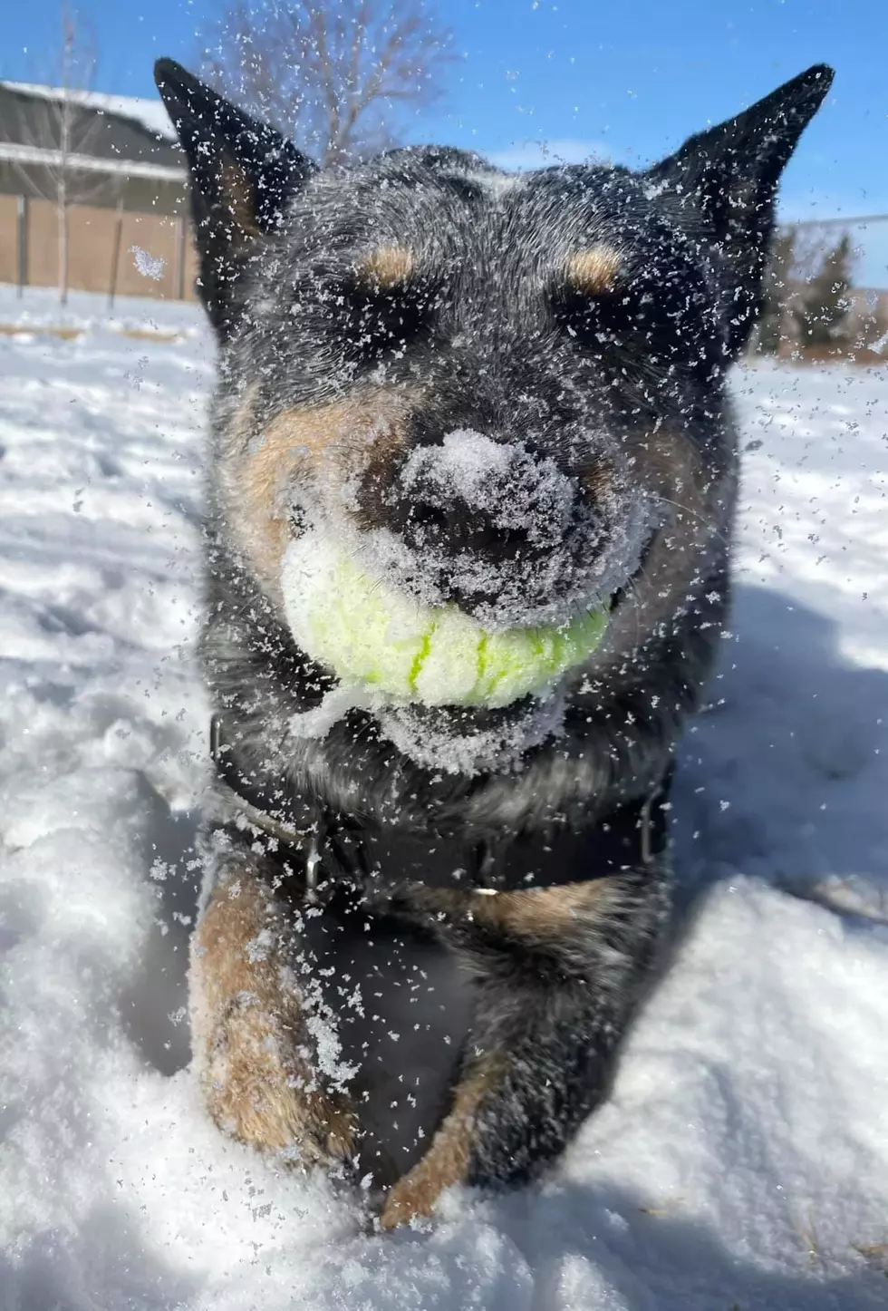 Just 10 WY Shelter Dogs Enjoying The Snow Day