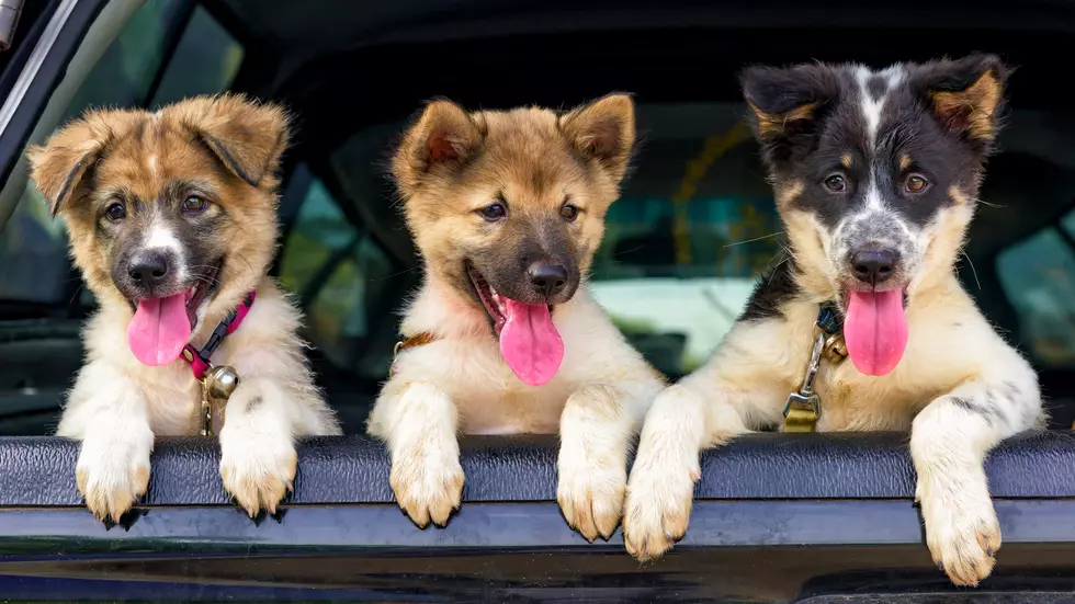 PUPPIES