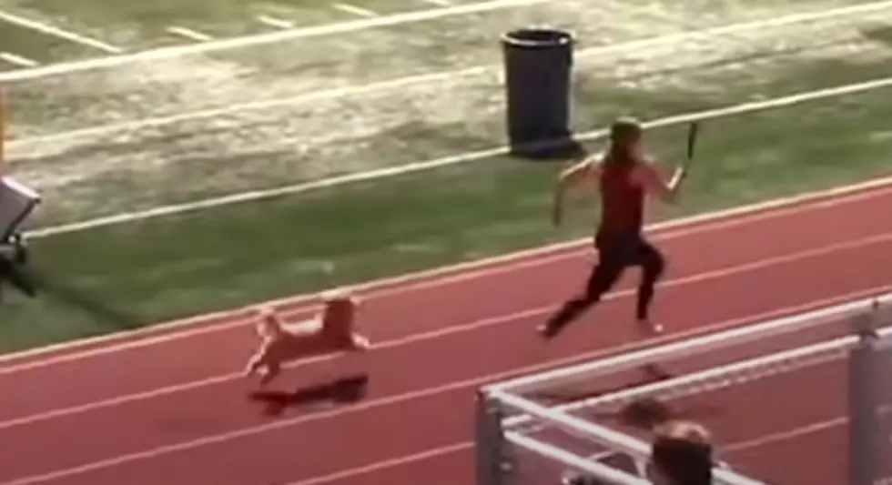 WATCH: Dog Leaps Into Track Race &#038; Wins