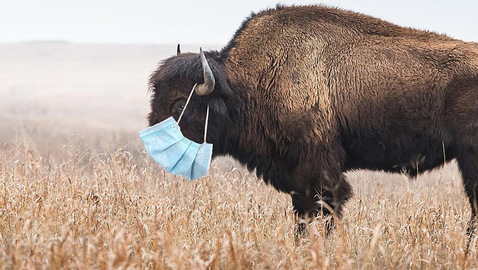 Yellowstone May Soon Lift Buffalo Mask Mandate (Says Babylon Bee)