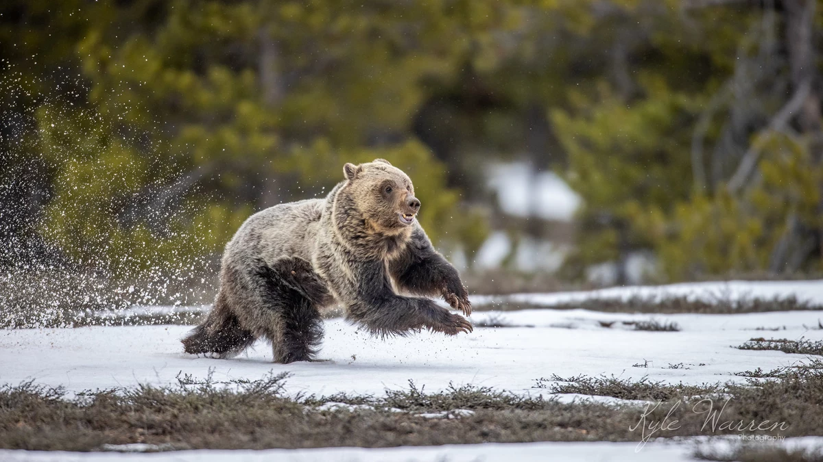 Wyoming Photographer Captures The Happiest Spring Bear Maybe Ever