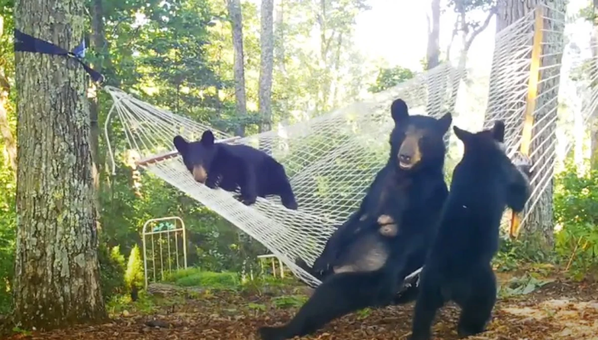 Bears Know How To Use Hammocks And It's Adorable & Terrifying