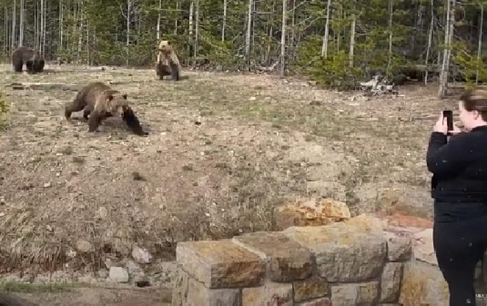 WATCH: Yellowstone Tourist Tries To Get Eaten 1st Day Park Opens