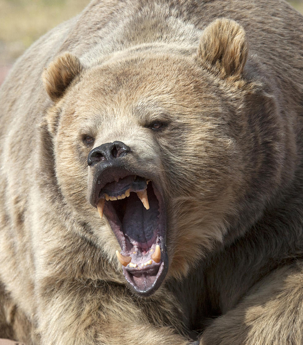 Wyoming Man Sited For Charging Tourist For Bear Hugs