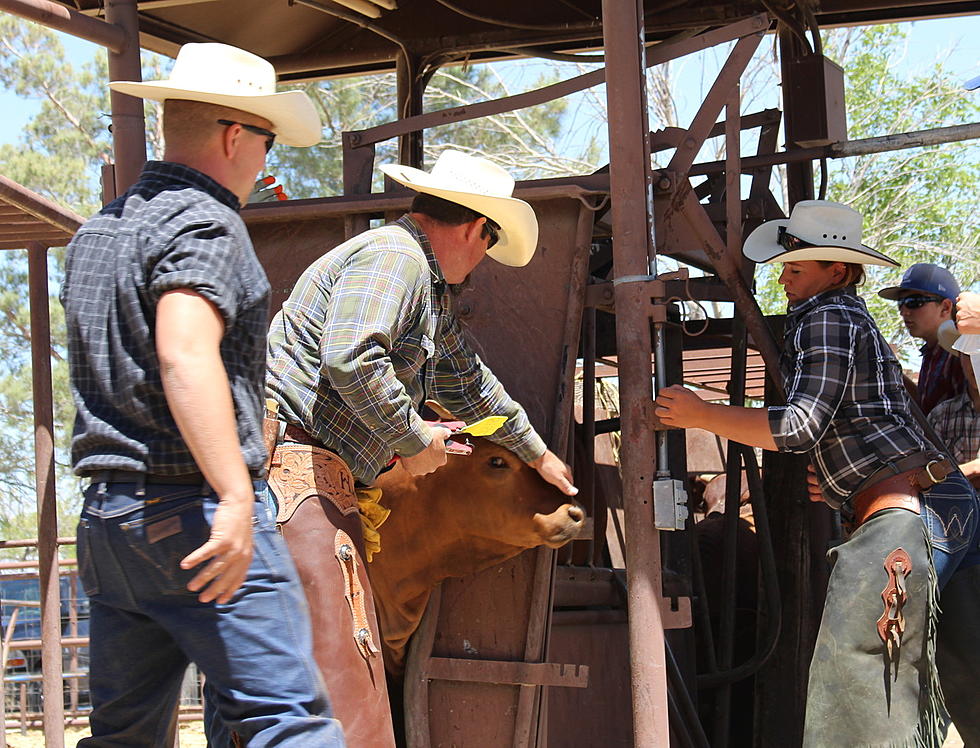 Judge Orders Halt To COVID Relief For Ranchers Based On Race