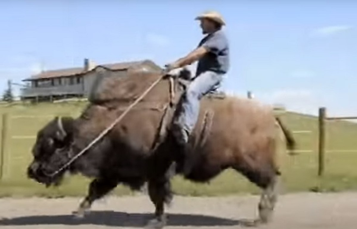 Wyoming Week: Cowboy Takes a Slow Ride