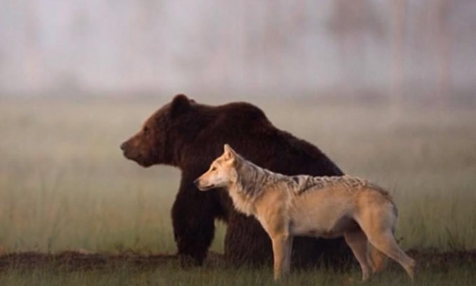The Unusual Friendship between a Grey Wolf and Brown Bear