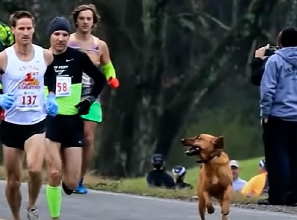 Dog Joins Half-Marathon After Being Let Out To Pee, Finishes 7th