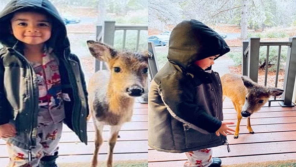 4-Year-Old Returns Home With Baby Deer As New Friend