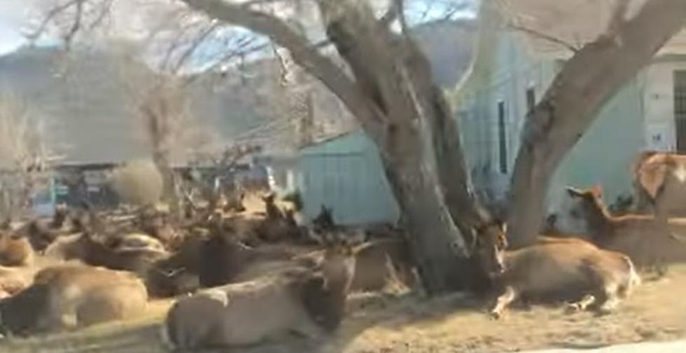 Massive Elk Herd Camps Around Colorado Home