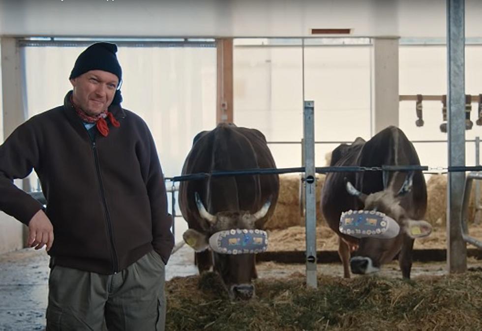 Farmer Tries VR Headset To Reduce Cows Stress as They are Milked