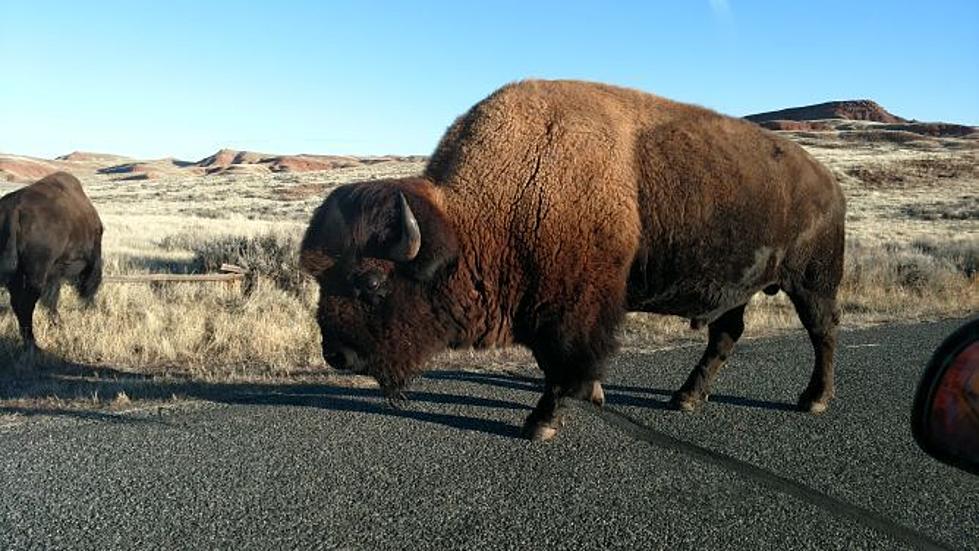 The Winter Buffalo of Hot Springs County