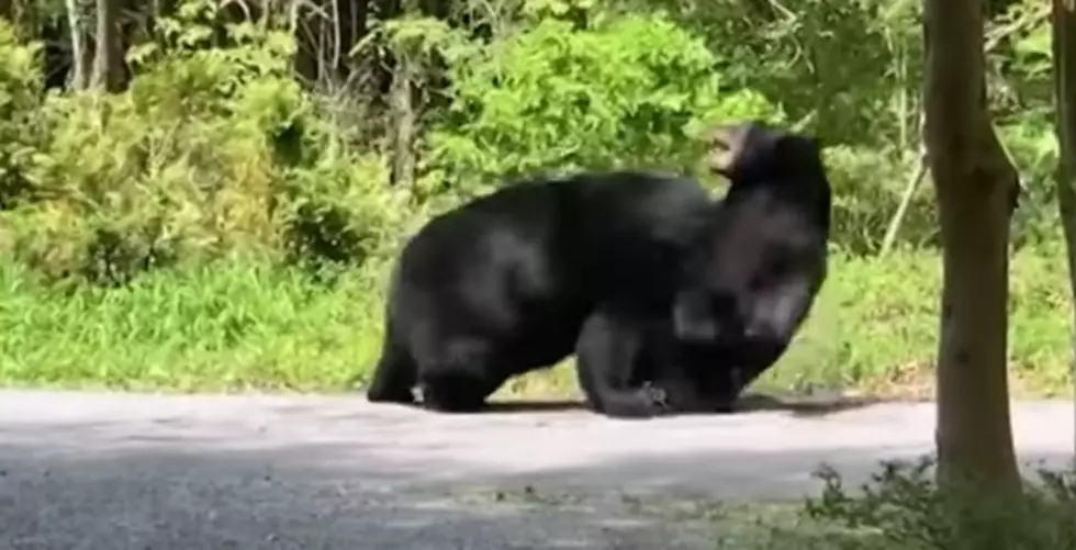 WATCH: Epic Black Bear Battle Now Going VIRAL