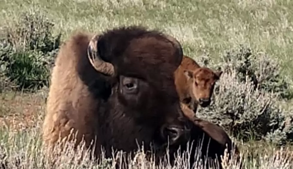 SEE The Cute New Babies of Thermopolis, Wyoming