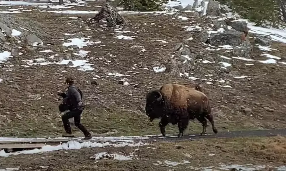 Yellowstone Posts Hysterical Animal Safety Guide For Tourists