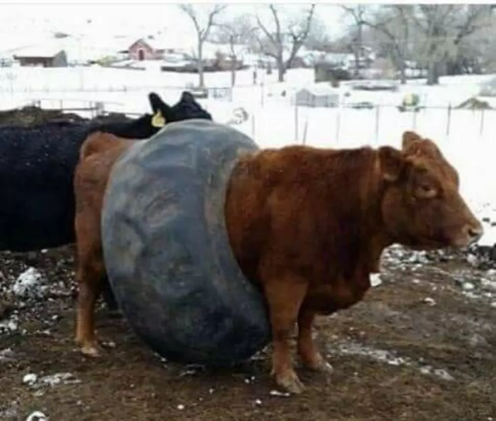 LOOK AND LAUGH: Confused Cows Stuck In Tires