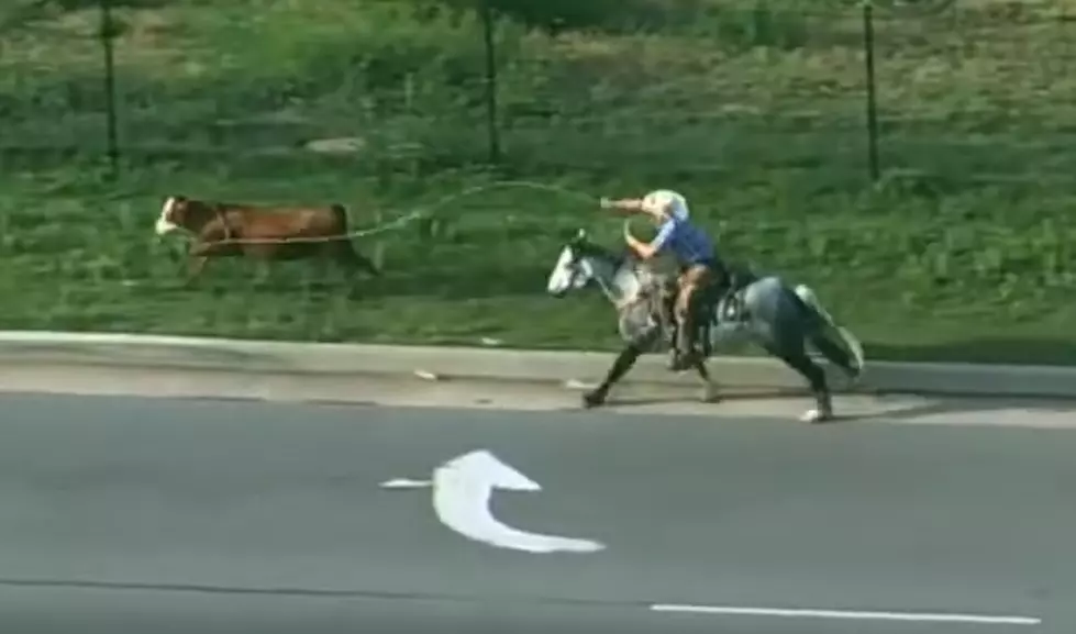 WATCH: Cowboy Called To Catch Cow On Interstate