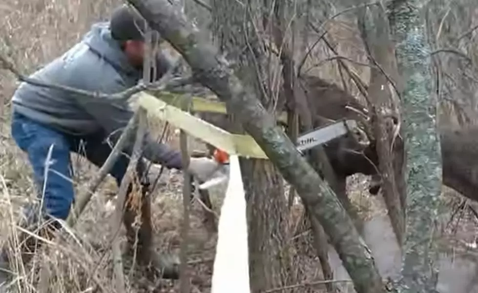 WATCH: Courageous Man With Chainsaw Frees Locked Horned Bucks