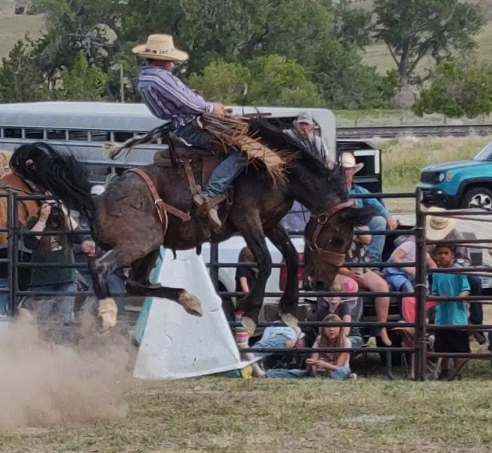 SEE: High Jumping Rodeo Horses Try To Toss Cowboys 