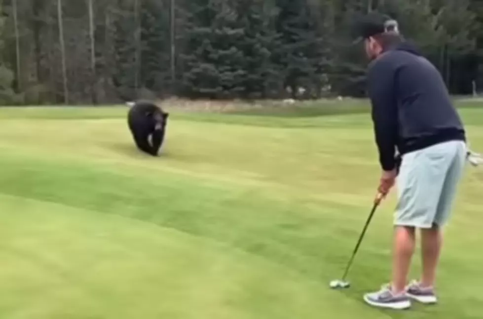 WATCH: Bears Interrupting Golfers