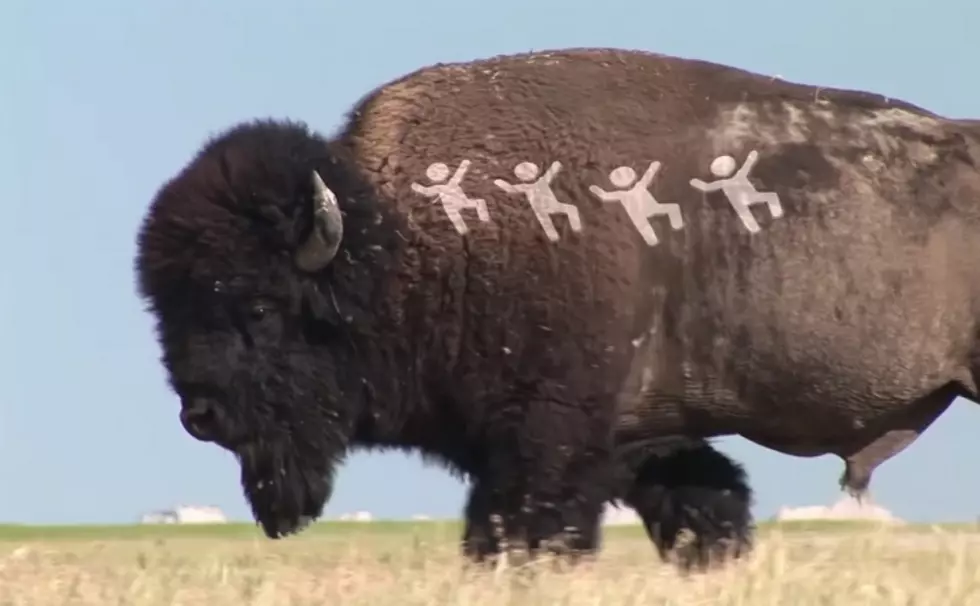 WATCH: Yellowstone Bison Scores Again!
