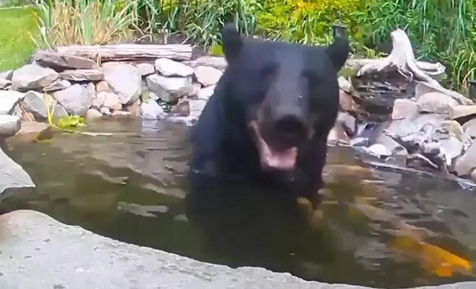 WATCH: Bear Gets Spooked By Fish In Backyard Pond