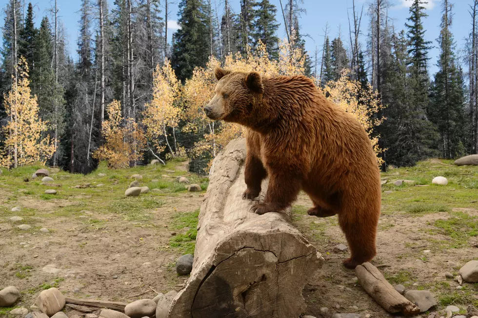 Wyoming&#8217;s Grizzly Hunt Could Target Up To 39 Bears