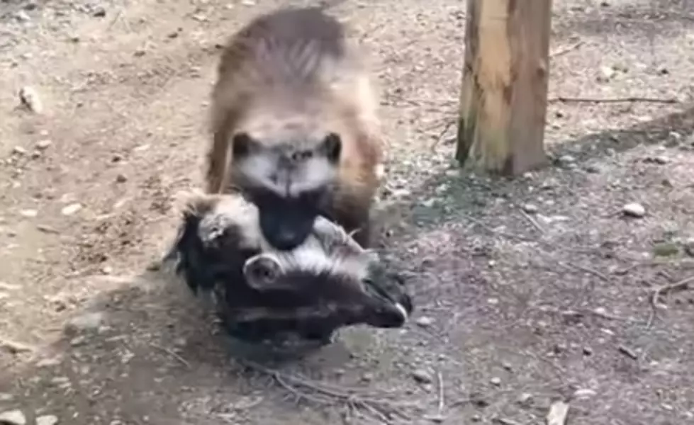 WATCH: Wolverine Strolls On By, Casually Carrying Goats Head