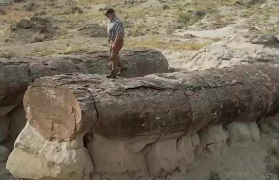 WATCH: WY Geologist Explains The Phenomena Behind Fake Petrified Trees