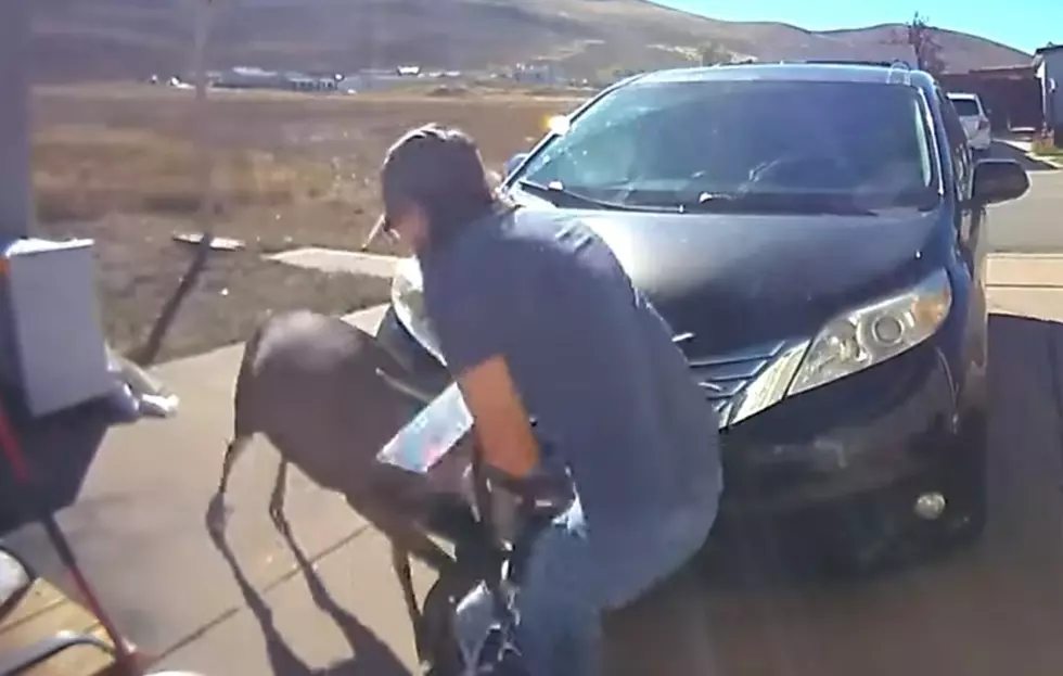 VIDEO: Wyoming Woman Hospitalized After Buck Attack