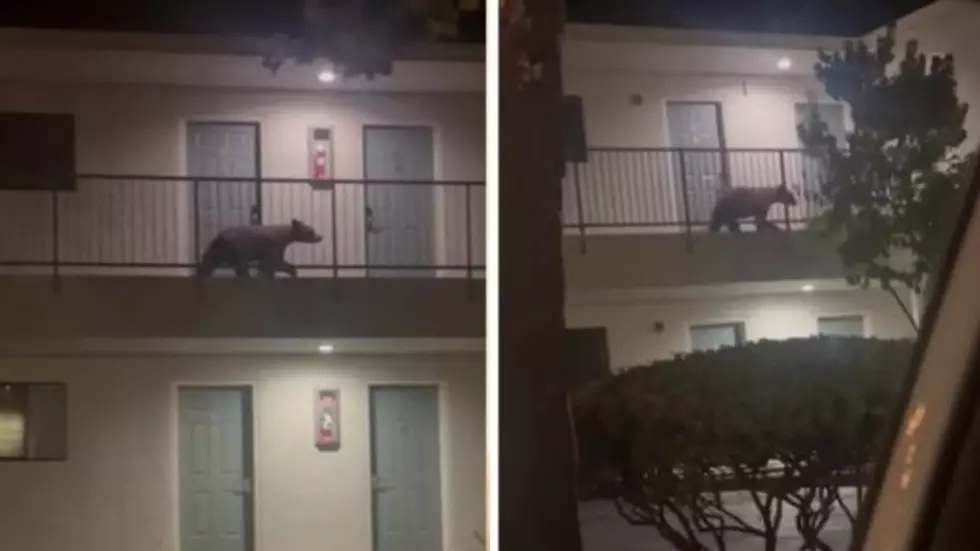 WATCH: Bear Wanders Hotel At Night