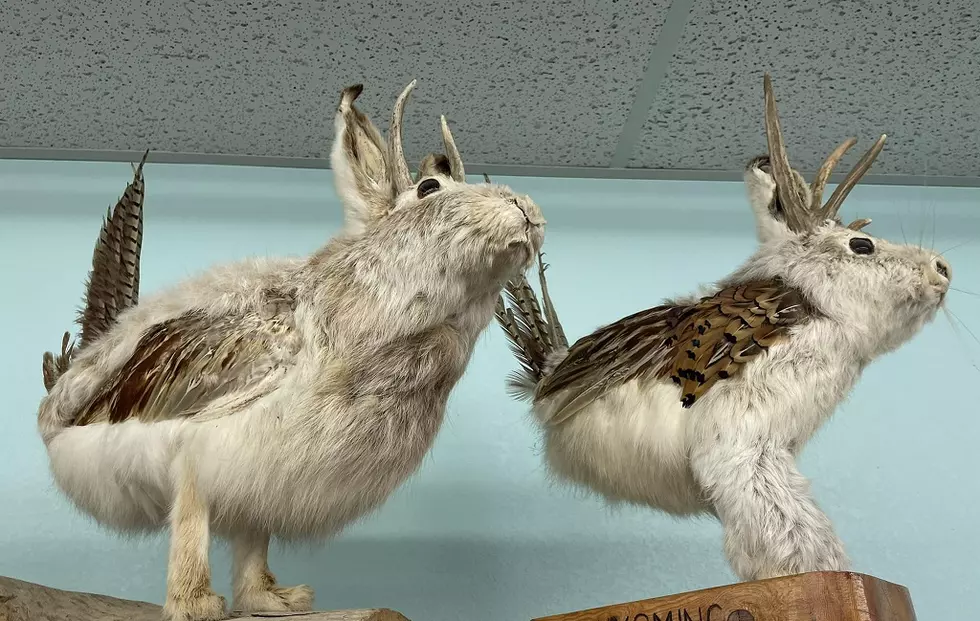 Newly Discovered Wyoming Chickalope is Rare And A Bit Horrifying