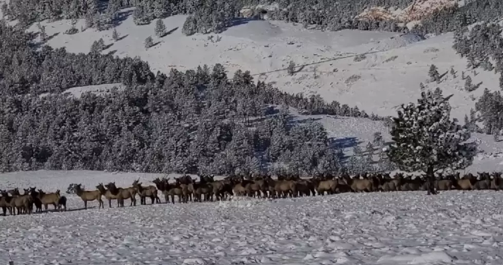 WATCH: Breathtaking Elk Migration In Northern Bighorn Mountains