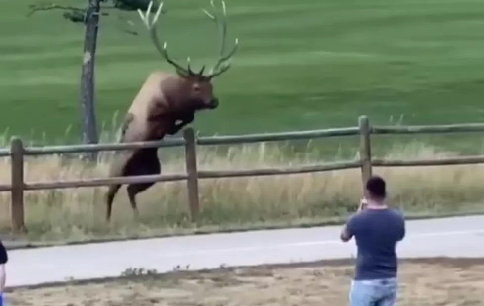 WATCH: Bull Elk Has Had Enough Of Paparazzi Tourist