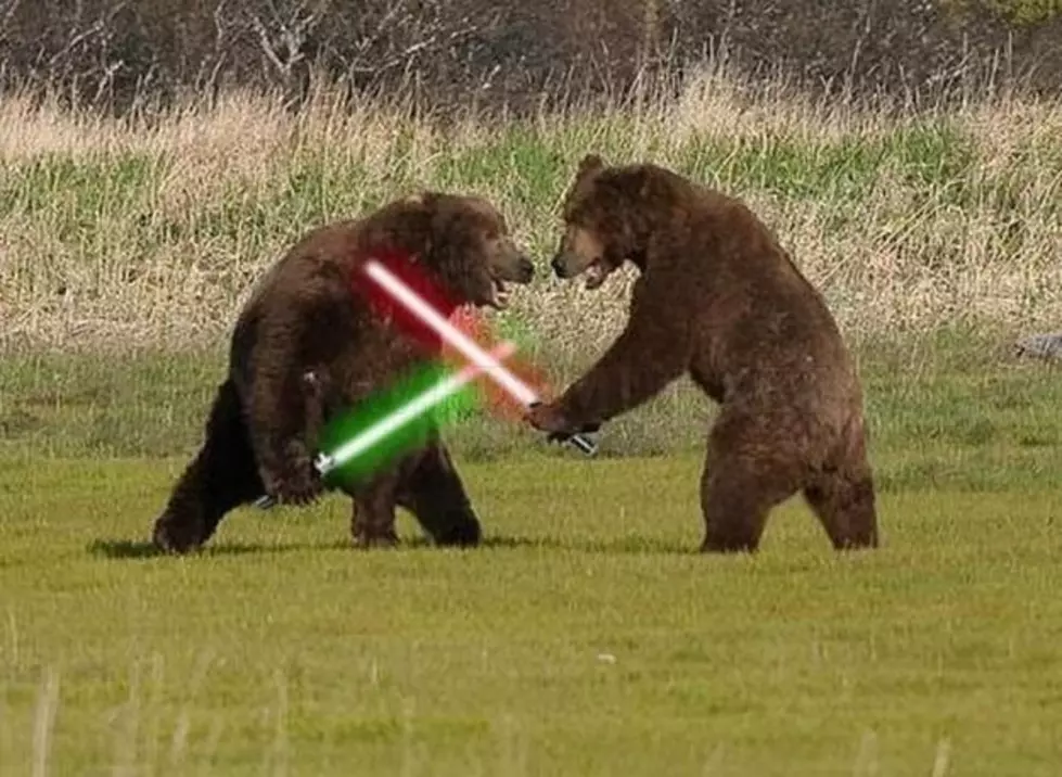 WATCH: Epic Bear Lightsaber Battle