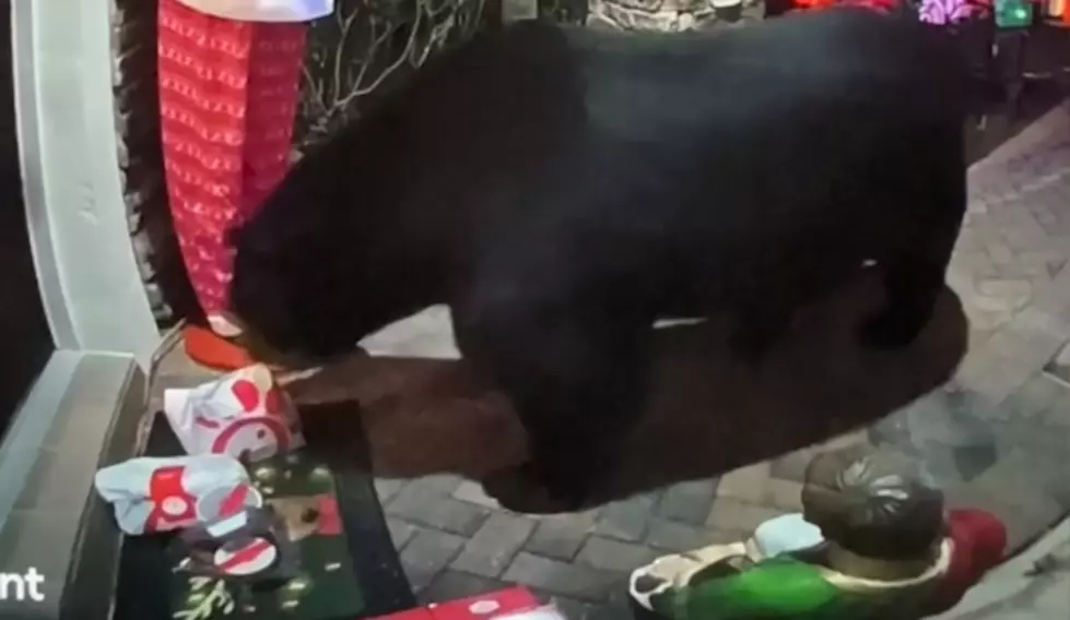WATCH: Sneaky Bear Sneaks Off With Door Dash